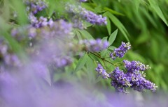 西洋ニンジンボク