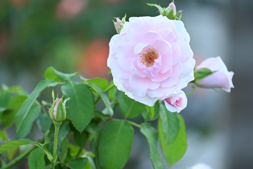 秋薔薇Ⅱ