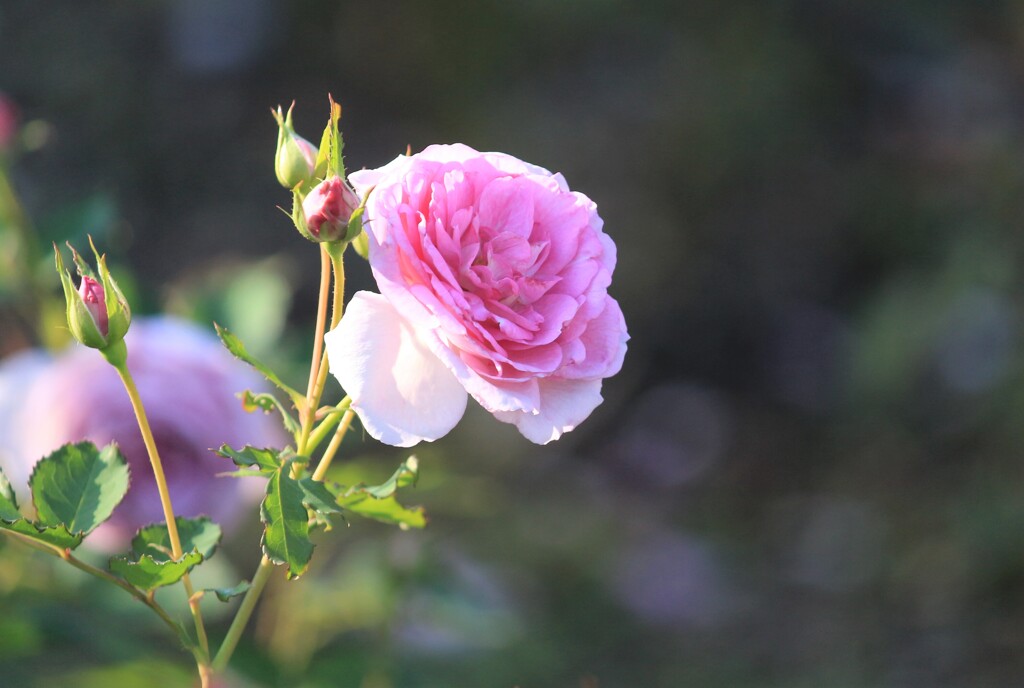 薔薇