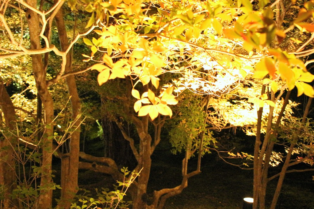 夜の紅葉