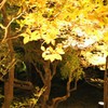 夜の紅葉