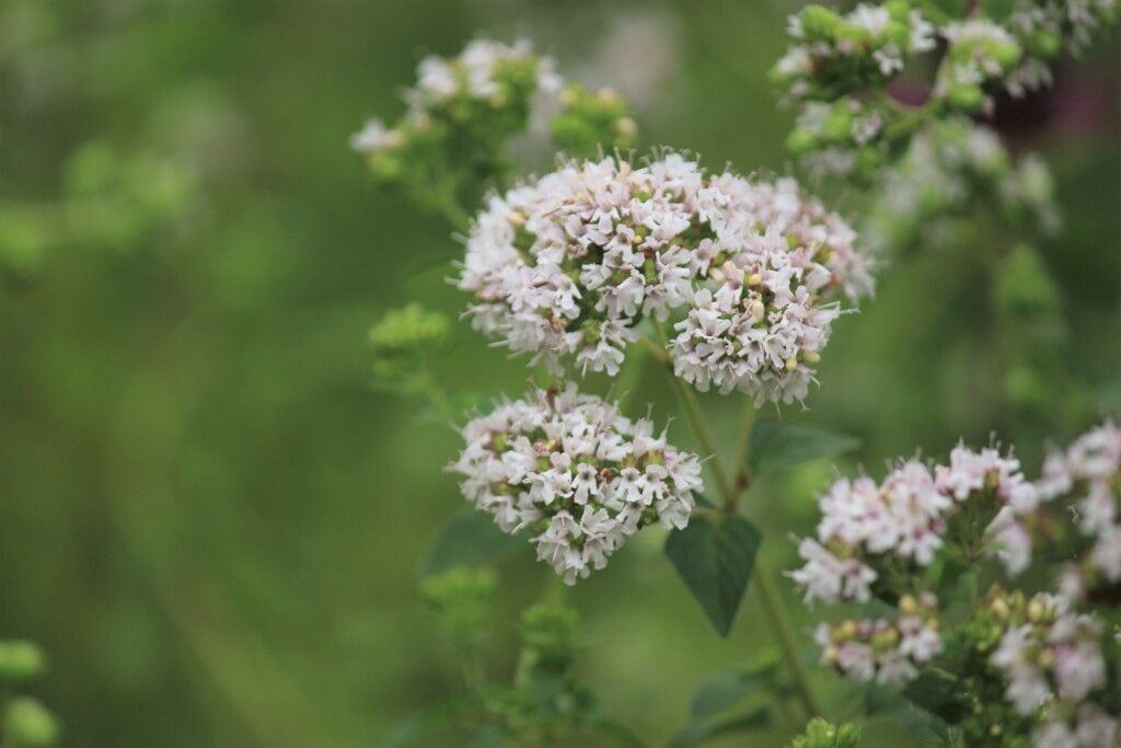 ヘリオトロープ