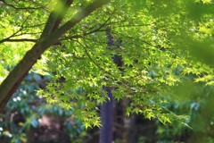 新緑モミジ