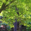 新緑モミジ