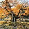 兼六園の秋色2