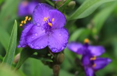 雨に濡れている紫露草