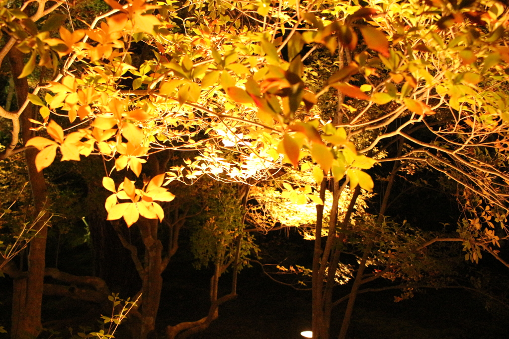 ライトアップの紅葉