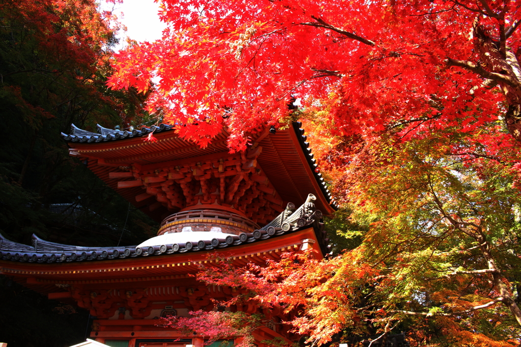 お寺と紅葉