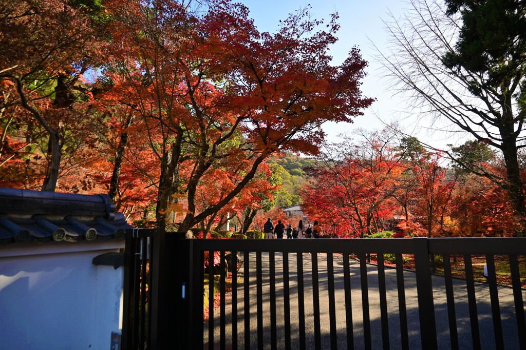 永観堂の紅葉