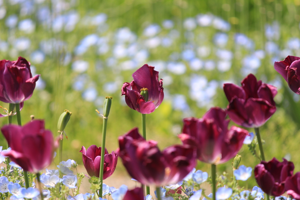 ネモフィラとチューリップの畑