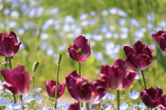 ネモフィラとチューリップの畑