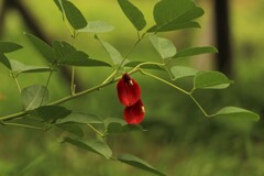 アメリカディゴ