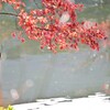 水辺の紅葉