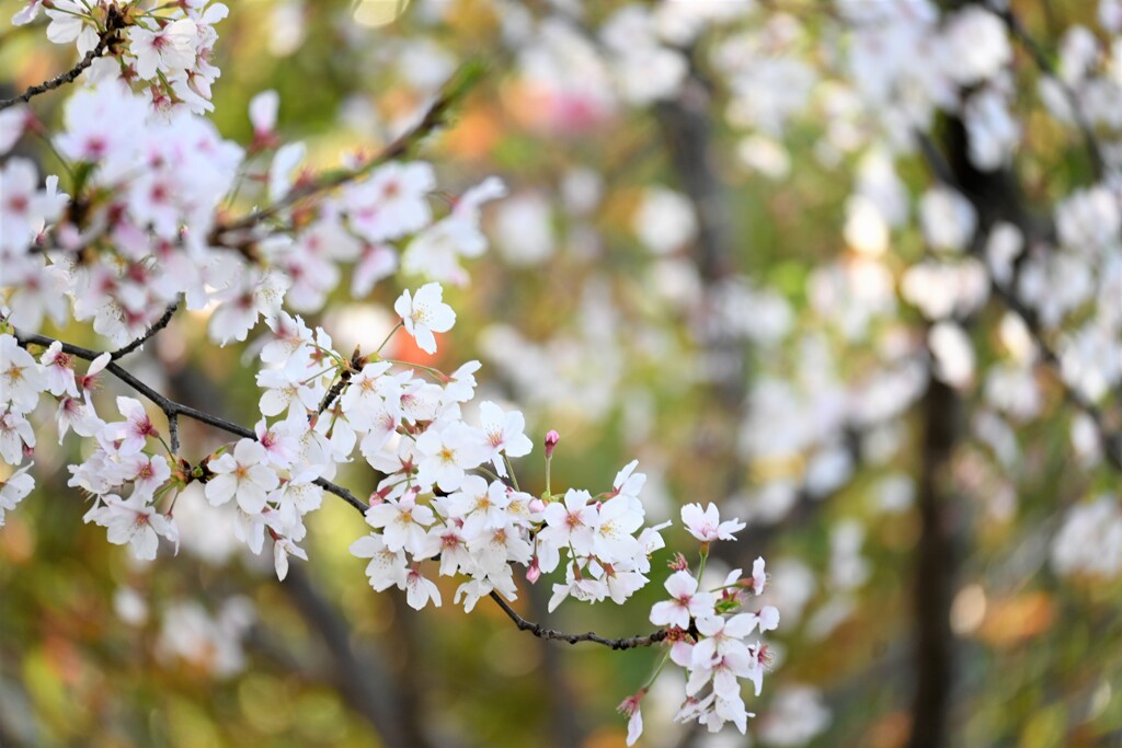光を浴びる桜