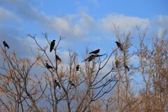 カラスの天下