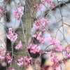 春爛漫