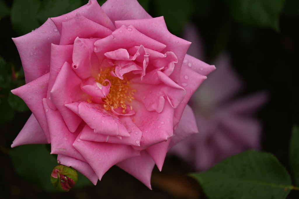 雨後の薔薇