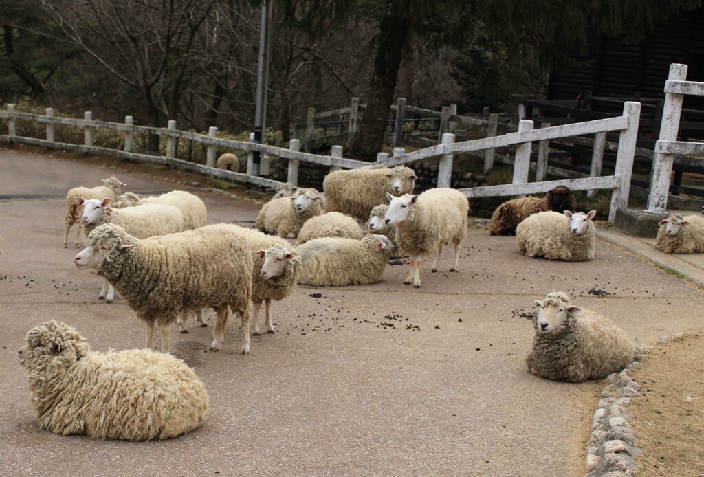 六甲山牧場にて