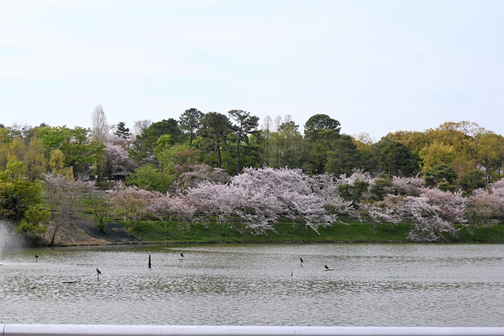 池辺の桜