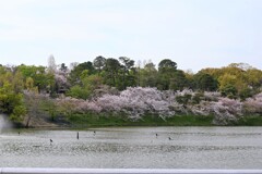 池辺の桜