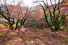宝厳院晩秋