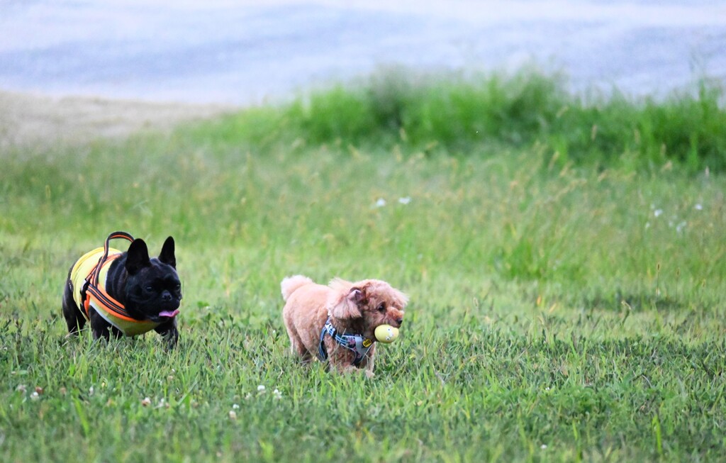 愛犬の遊びⅡ