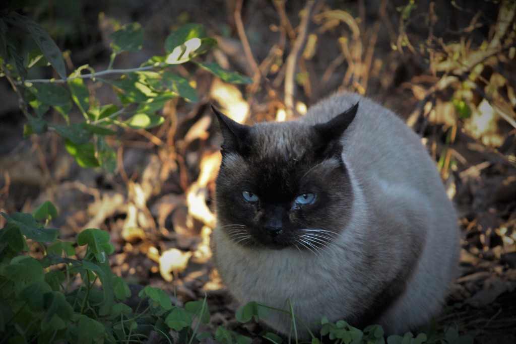 野良猫