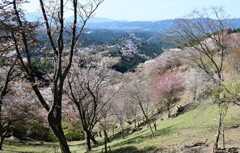 上千本からの眺め