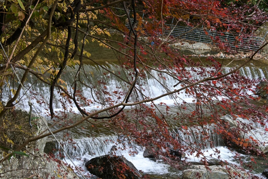 急流と紅葉