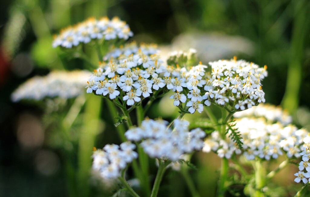 西洋ノコギリソウ