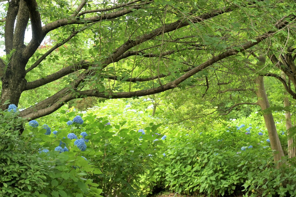 新緑と紫陽花