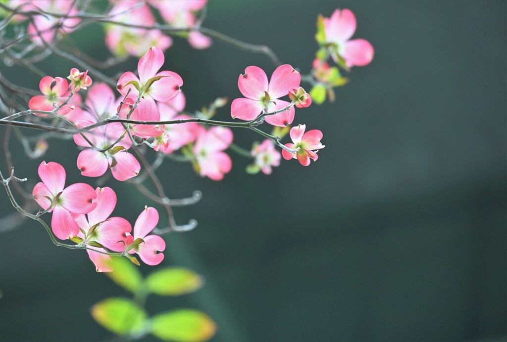 花水木