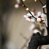 白梅