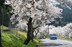 山道に桜