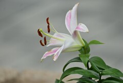 曇り中のマドンナリリー