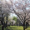 桜の季節 (2)