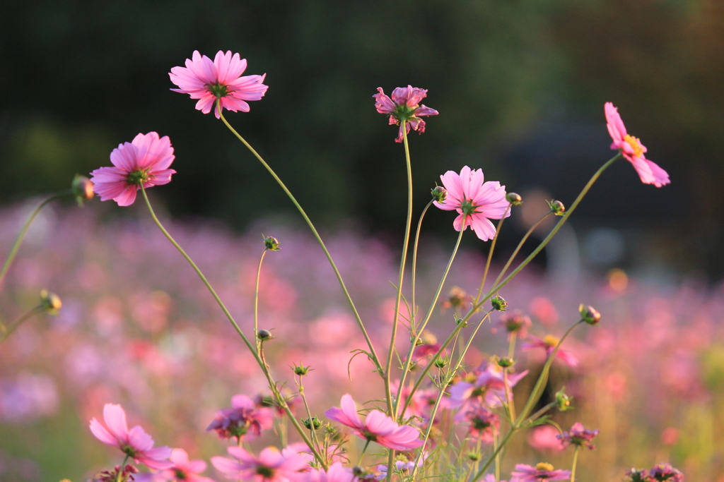 最後のコスモス