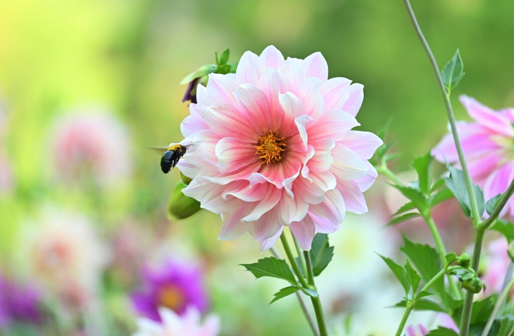 ダリアと蜂
