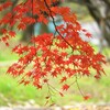 垂れたモミジ