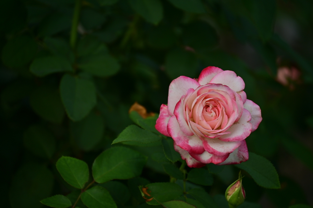 プリンセスドゥモナコ