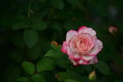 プリンセスドゥモナコ