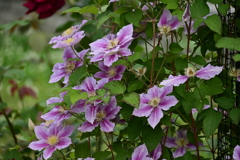 クレマチス