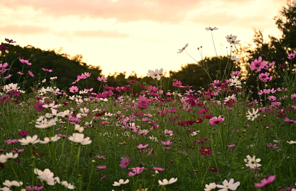 夕焼けの秋桜