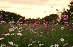 夕焼けの秋桜