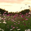 夕焼けの秋桜