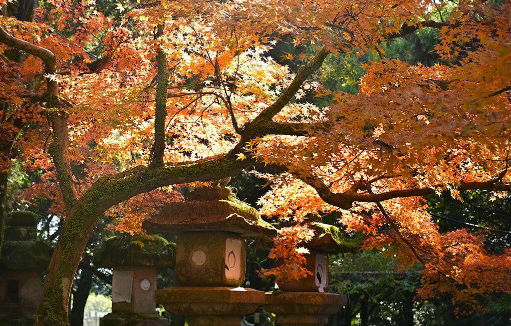 春日大社の紅葉