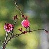 紅梅