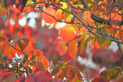 秋の花水木