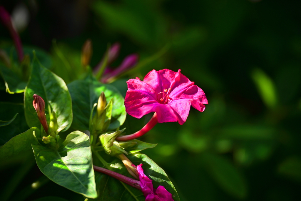 午後のオシロイバナ