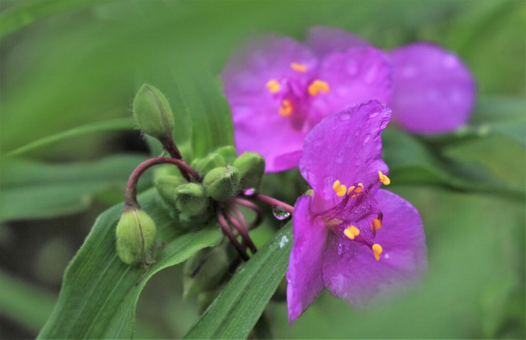ムラサキツユクサ